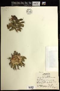 Mammillaria longimamma image
