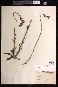 Echeveria platyphylla image