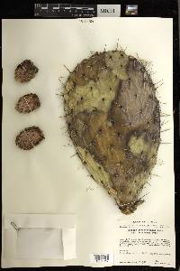 Opuntia streptacantha image