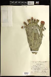 Opuntia lasiacantha image