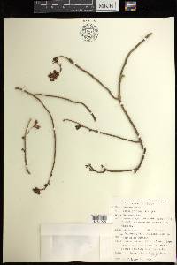 Sedum griseum image