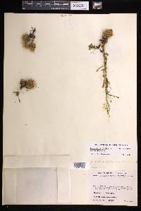 Mammillaria erythrosperma image