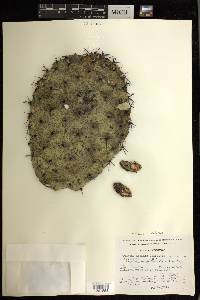 Opuntia velutina image