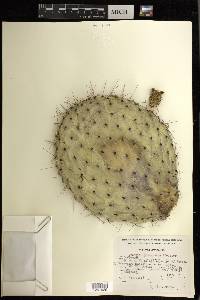 Opuntia lasiacantha image