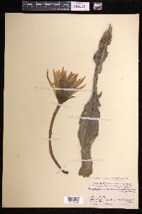 Epiphyllum hookeri subsp. guatemalense image