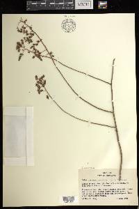 Sedum lenophylloides image