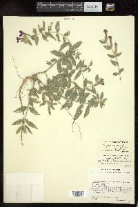 Cuphea caesariata image
