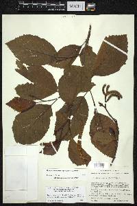 Alnus acuminata image