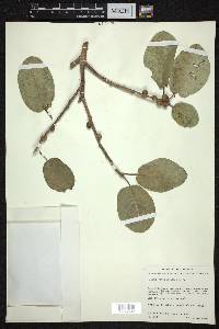 Ficus cotinifolia image