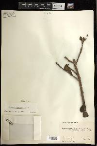 Pereskia lychnidiflora image