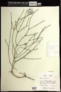 Rhipsalis baccifera image