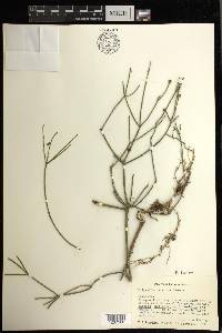 Rhipsalis baccifera image