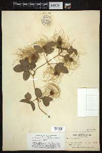 Clematis dioica image