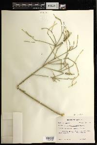 Rhipsalis baccifera image