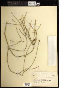 Rhipsalis baccifera image