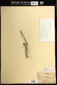 Pereskiopsis diguetii image