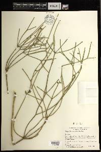 Rhipsalis baccifera image