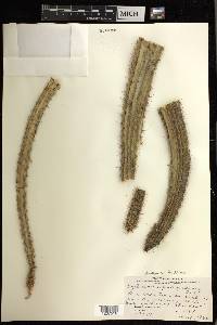 Peniocereus guatemalensis image