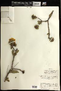 Pereskia lychnidiflora image