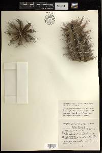 Pachycereus pecten-aboriginum image