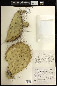 Opuntia wilcoxii image