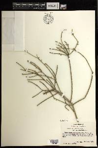 Rhipsalis baccifera image