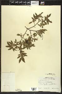 Vaccinium angustifolium image