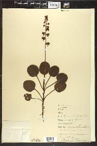 Pyrola americana image