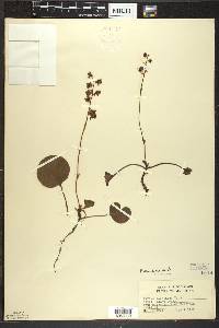 Pyrola asarifolia image