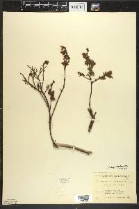 Vaccinium angustifolium image