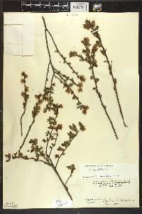 Vaccinium angustifolium image