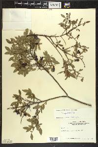 Vaccinium angustifolium image