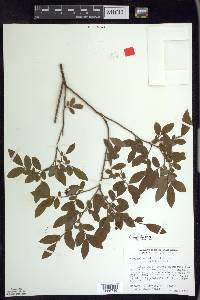 Vaccinium angustifolium image