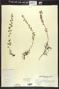 Vaccinium macrocarpon image