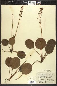 Pyrola americana image