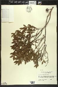 Vaccinium angustifolium image