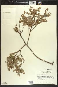 Vaccinium angustifolium image