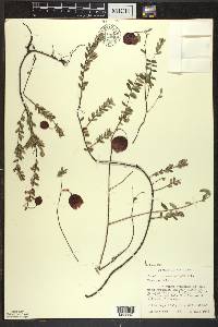 Vaccinium macrocarpon image