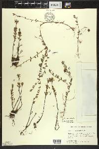 Vaccinium macrocarpon image