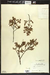 Vaccinium angustifolium image