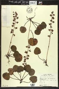 Pyrola asarifolia image