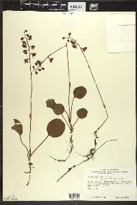 Pyrola asarifolia image