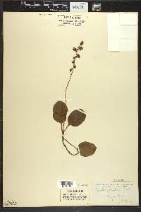 Pyrola elliptica image