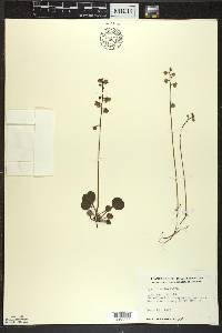 Pyrola chlorantha image