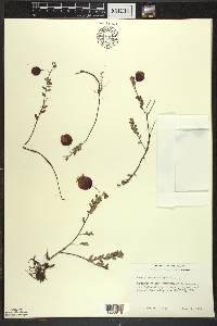 Vaccinium macrocarpon image