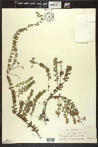 Vaccinium macrocarpon image