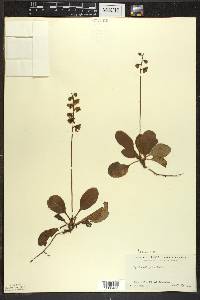 Pyrola elliptica image