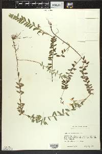 Vaccinium macrocarpon image