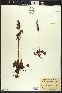 Pyrola chlorantha image