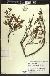 Vaccinium angustifolium image